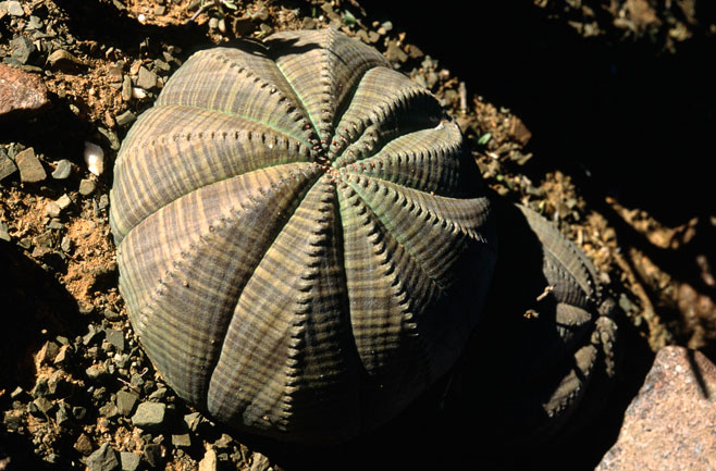 Euphorbia oatesii