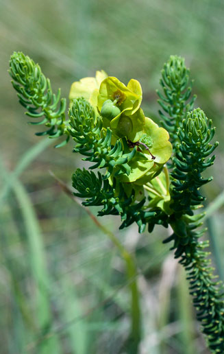 Euphorbia ericoides 