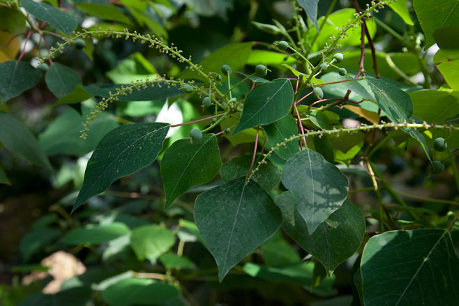 Homalanthus populifolius
