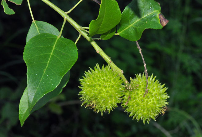 Croton inhambanensis