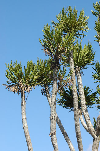 Euphorbia grandidens