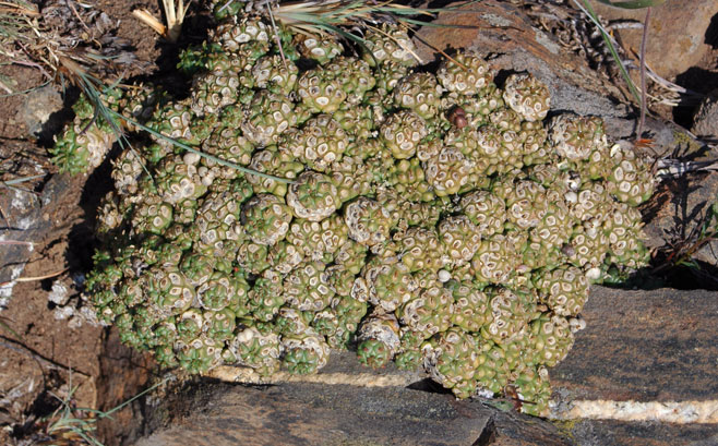 Euphorbia clavarioides 