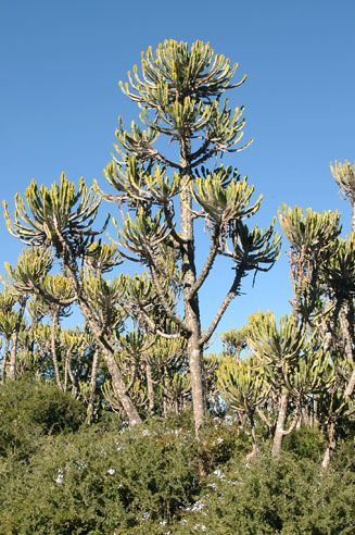 Euphorbia triangularis