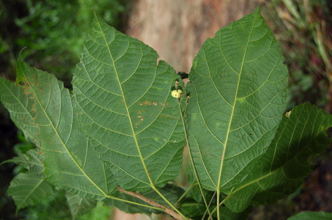 Mildbraedia carpinifolia