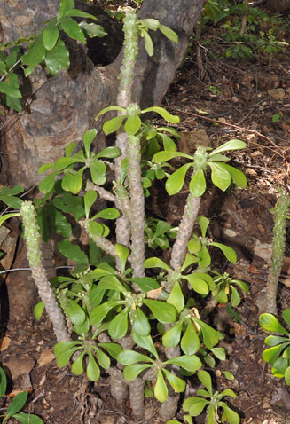 Monadenium spinulosum
