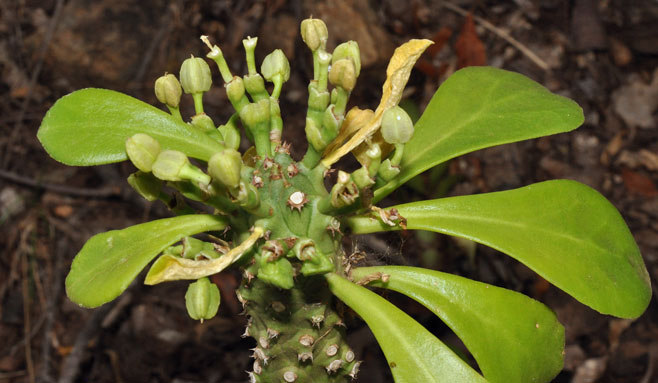 Monadenium spinulosum