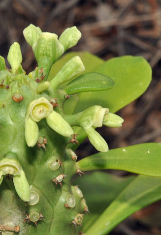 Monadenium spinulosum