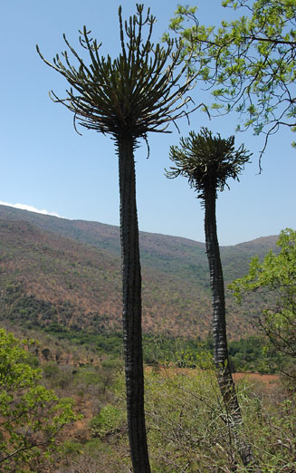 Euphorbia sekukuniensis 