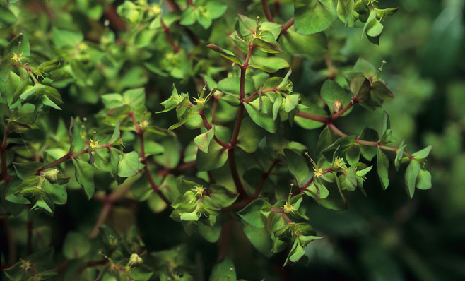 Euphorbia peplus (Petty spurge)