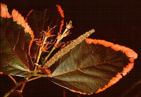 Acalypha wilkesiana