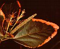 Acalypha wilkesiana