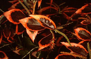 Acalypha wilkesiana