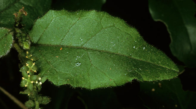 Acalypha capensis 