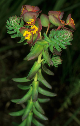 Euphorbia ericoides 