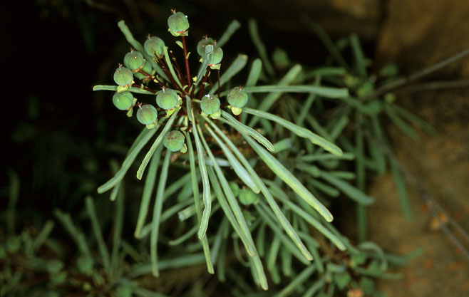 Euphorbia loricata  
