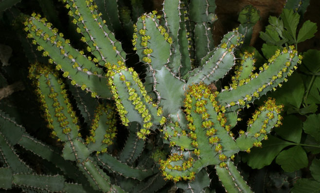 Euphorbia keithii 