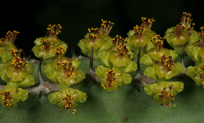 Euphorbia keithii 