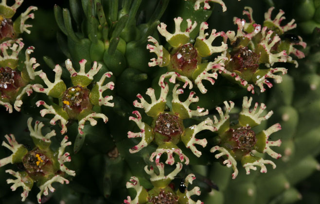 Euphorbia caput-medusae