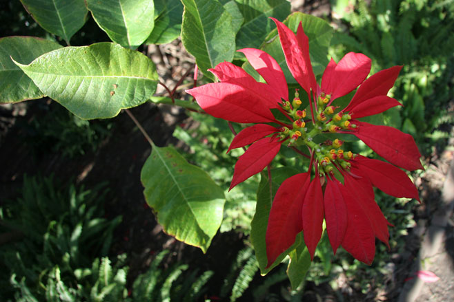 Euphorbia pulcherrima (Poinsettia)