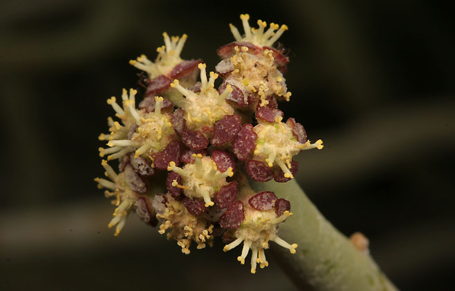 Euphorbia gregaria