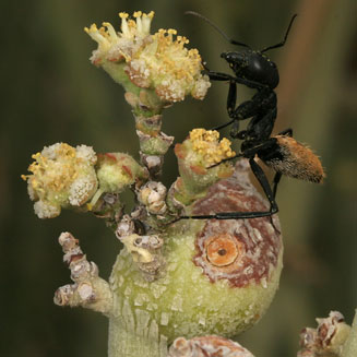 Euphorbia gregaria
