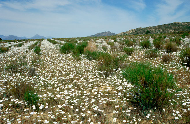 Aspalathus linearis (Rooibos tea)