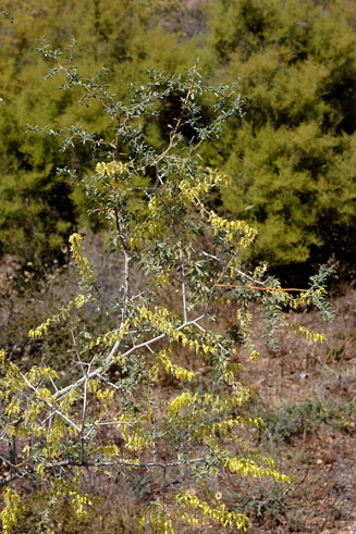 Wiborgia mucronata 