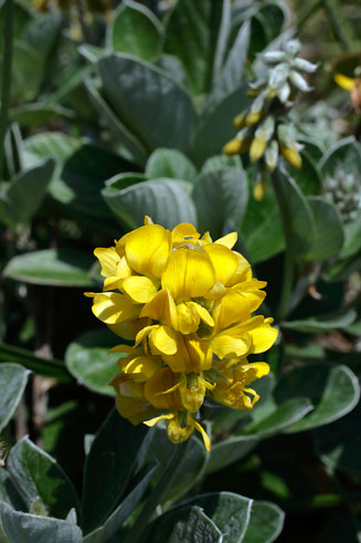 Eriosema acuminatum