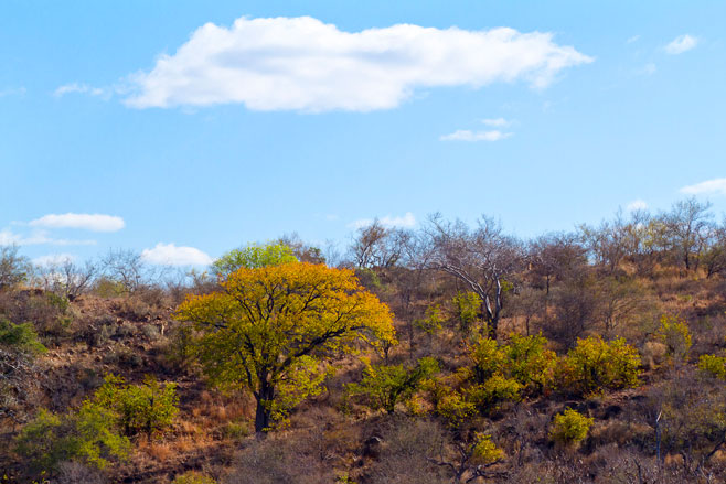 Colophospermum mopane (Mopane, Mopani, Turpentine tree)