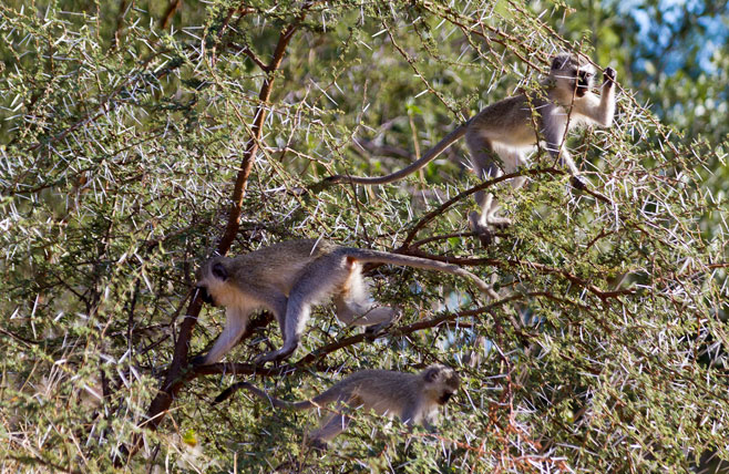Acacia nebrownii
