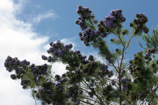 Psoralea affinis 