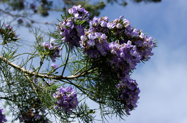 Psoralea affinis 