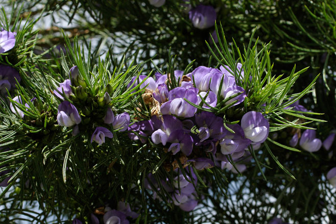 Psoralea affinis 