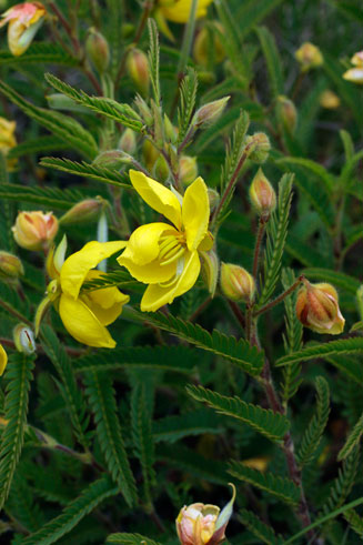 Chamaecrista capensis
