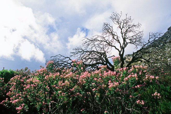 Indigofera cytisoides
