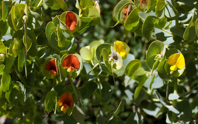 Rafnia amplexicaulis