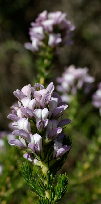 Aspalathus nigra