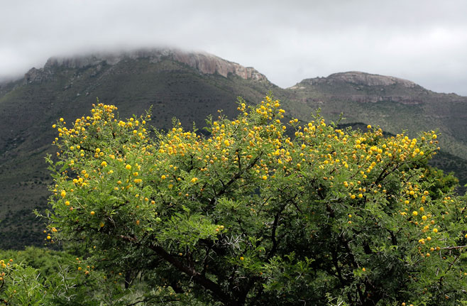 Acacia karroo (Sweet thorn)