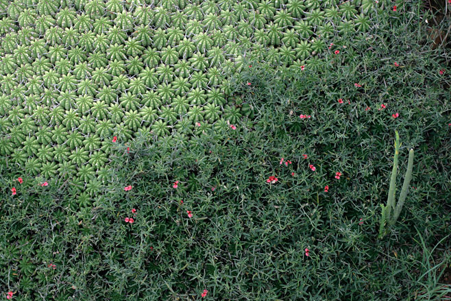 Indigofera heterophylla