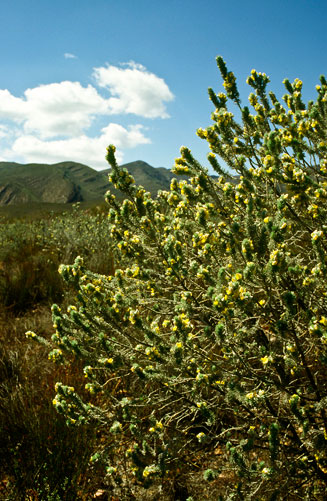 Aspalathus ericifolia