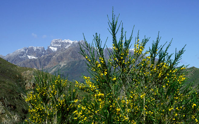 Aspalathus uniflora 
