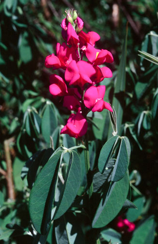 Hypocalyptus coluteoides