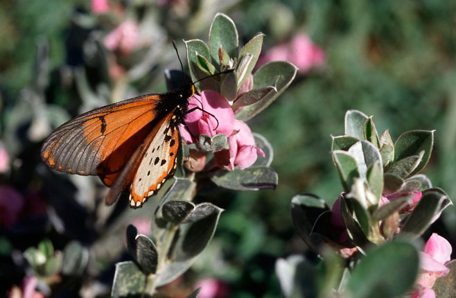 Podalyria sericea