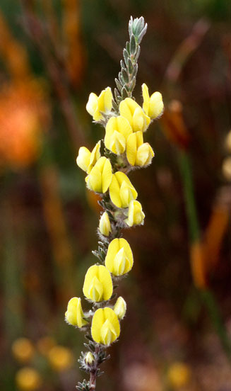 Aspalathus caledonensis 
