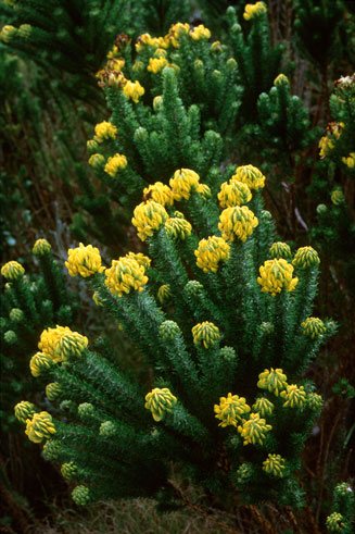 Aspalathus capitata