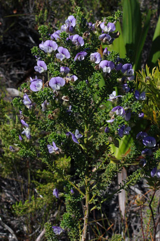 Psoralea aculeata 