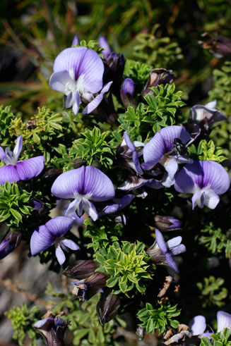 Psoralea aculeata 