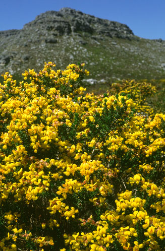Aspalathus carnosa