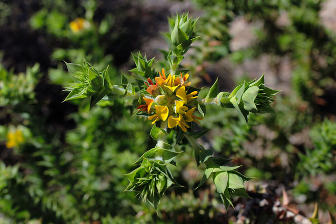 Aspalathus cordata
