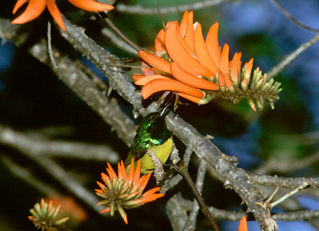 Erythrina lysistemon (Sacred coral tree, Common coral-tree)